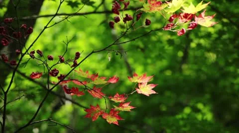 Maple leaves were Stock Footage 11400025