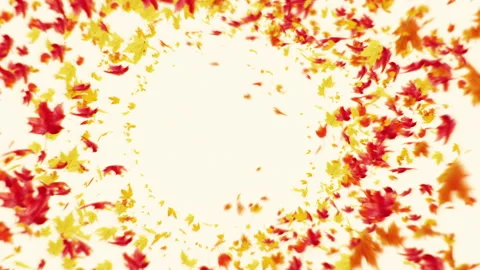 Maple Leaves on White Background Stock Footage 219375669