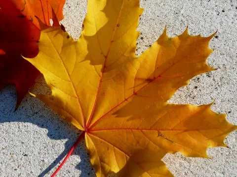 Maple leaves on white background Stock Photos
