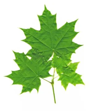 Maple leaves on white background Stock Photos