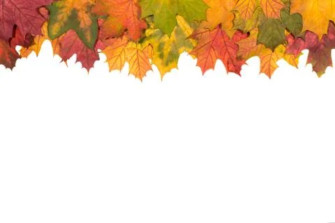 Maple leaves on a white background Stock Photos