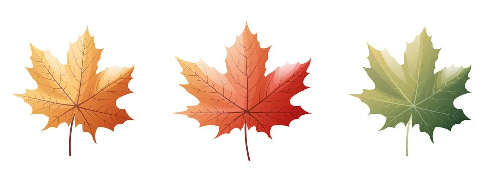 Maple leaves on a white background. Set of multicolored autumn leaves. Cartoo Stock Illustration