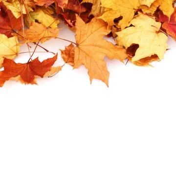 Maple leaves on white Stock Photos
