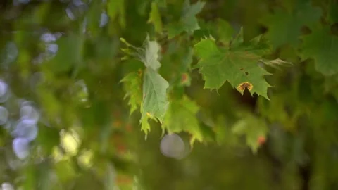 Maple leaves, wind, close up Video stock 131489906