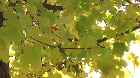 Maple Leaves In The Wind Stock Footage 101053973