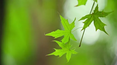 Maple leaves in the wind Stock Footage 234115347
