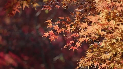 Maple leaves in the wind Stock Footage 297605417