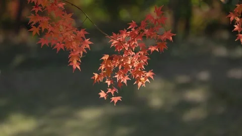 Maple leaves in the wind Stock Footage 297605494