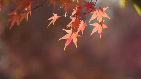 Maple leaves in the wind Stock Footage 297605548