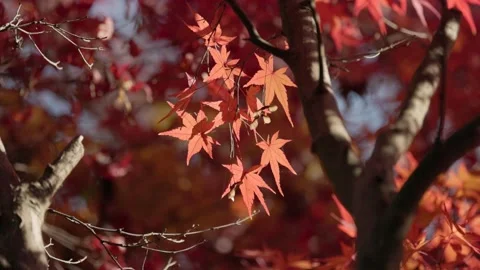 Maple leaves in the wind Stock Footage 297605636