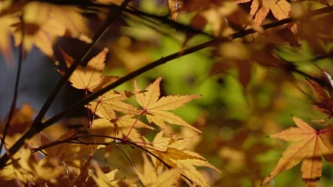 Maple leaves in the wind Stock Footage 297605647