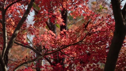 Maple leaves in the wind Stock Footage 297605777