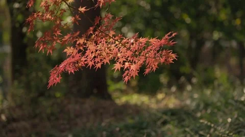 Maple leaves in the wind Stock Footage 297606029