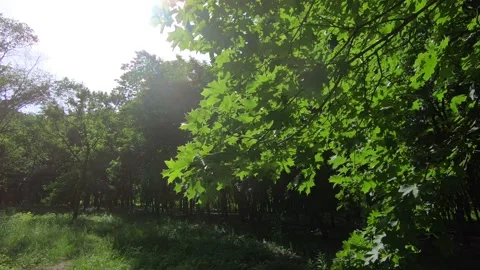 Maple leaves in the wind on a sunny day. Stock-Footage 132534028