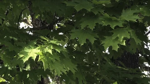 Maple Leaves - Windy - Green - Summer - 04 Stock Footage 51671434
