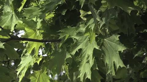 Maple Leaves - Windy - Green - Summer - 03 動画素材 51671710