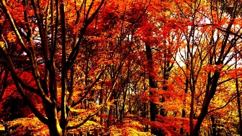 The maple leaves wood: 스톡 동영상 80149006