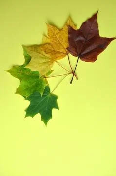 Maple leaves on a yellow background. Stock Photos