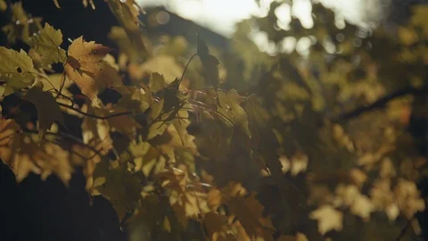 Maple leaves1 Stock Footage 96249063