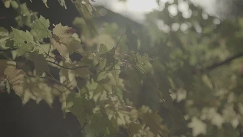 Maple leaves1 sLog3 Stock-Footage 96249014