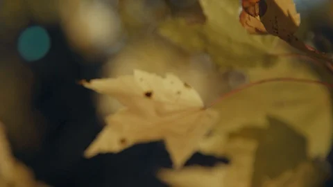 Maple leaves2 Stock Footage 96249144