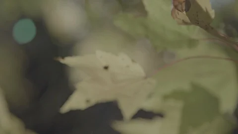 Maple leaves2 sLog3 Stock-Footage 96249329