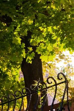 Maple in the light of the sun Stock Photos