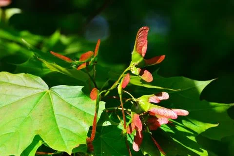 Maple lionfish Stock Photos
