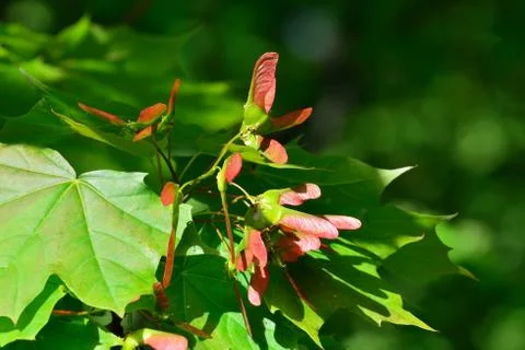 Maple lionfish Stock Photos