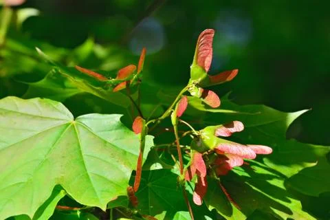 Maple lionfish Stock Photos