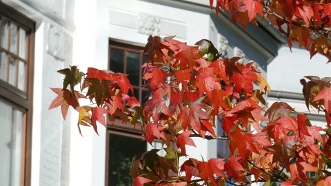 Maple, maple leaves, red autumn leaves on a tree, blowing in the wind, German Stock Footage 119325174