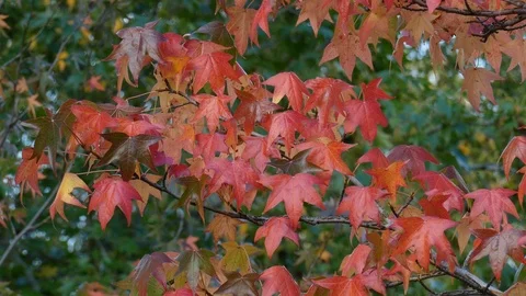 Maple, maple leaves, red autumn leaves on a tree, blowing in the wind, German Stock Footage 119325198
