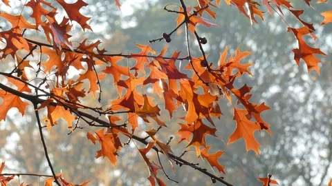 Maple, maple leaves, red autumn leaves on a tree, Germany Stock Footage 119774915