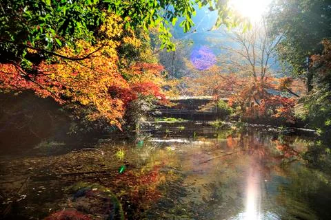 Maple with nice reflection Stock Photos