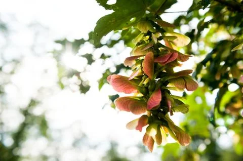 Maple nose Zwicker Stock Photos
