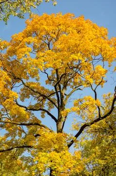 Maple or large tree with yellow foliage, view from below. Autumn landscape Foto stock