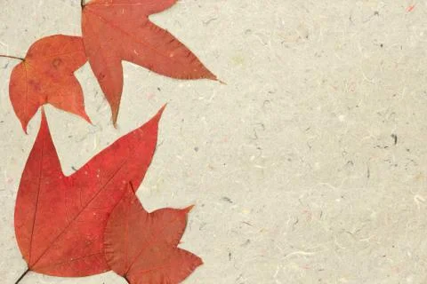 Maple on paper Stock Photos