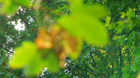 Maple park Video stock 862084