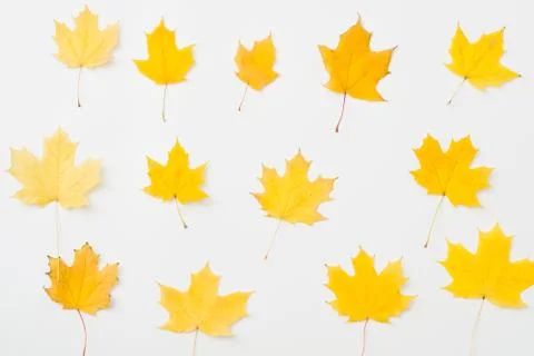 Maple pattern autumn background yellow leaves Stock Photos