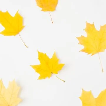 Maple pattern autumn background yellow leaves Stock Photos