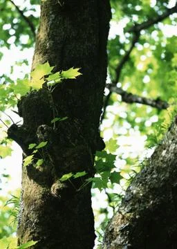 Maple Stock Photos