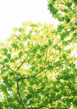 Maple Stock Photos