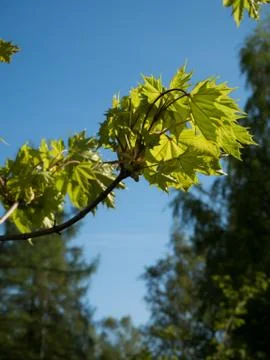 Maple Stock Photos