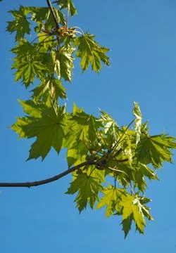 Maple Stock Photos