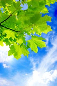 Maple Stock Photos