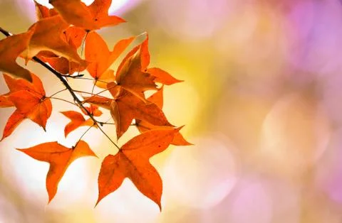 Maple on pink bokeh background Stock Photos