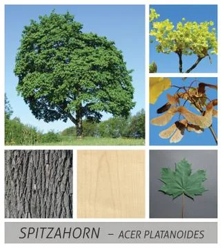 Maple, pointed maple, maple, acer, platanoides, fruits, bark Stock Photos