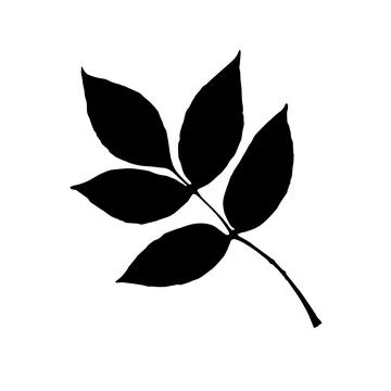 Maple poplar leaf vector icon on white background Stock Illustration