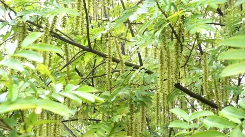 Maple poplar Tree in the Rain Stock Footage 154341937