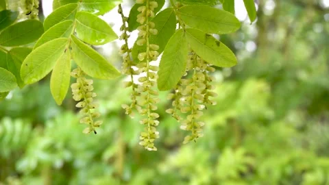Maple poplar Tree in the Rain Stock Footage 154341944